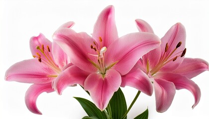 Fototapeta premium Single Pink Lily With Three Blooms Isolated On White Background