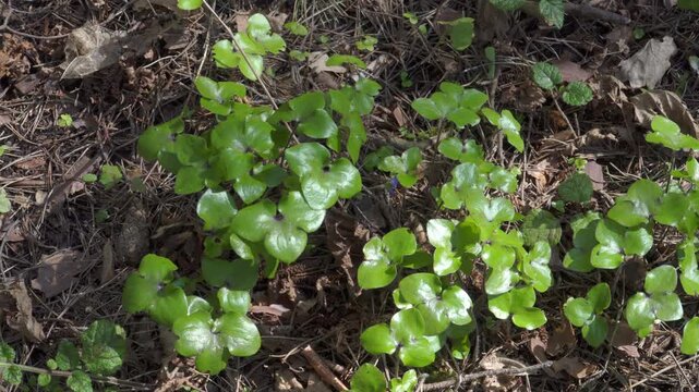 Roundlobe Hepatica plants with glossy, rounded basal leaves emerge across the forest floor, scattered among dry pine needles and fallen brown leaves.