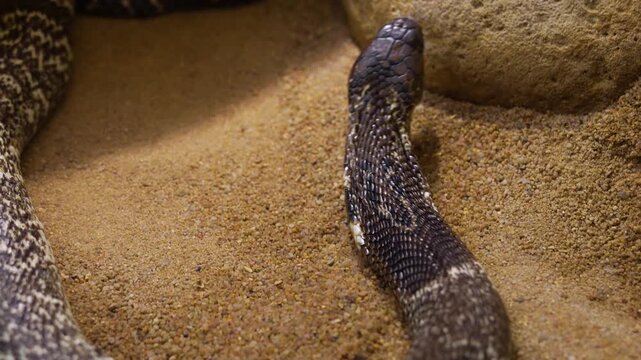 Close up of a cobra snake head slowly moving along the ground in sand on a cloudy day