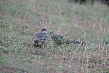 Cheer pheasant (Catreus wallichii), also known as Wallich's pheasant or chir pheasant, is a vulnerable species of the pheasant family, Phasianidae. 