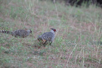 Cheer pheasant (Catreus wallichii), also known as Wallich's pheasant or chir pheasant, is a vulnerable species of the pheasant family, Phasianidae. 