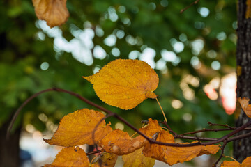 Close-up of a yellow linden leaf on a branch in a city park in Narva, Estonia. The background is softly blurred with green foliage bokeh, showing hints of blue sky and evening city lights.