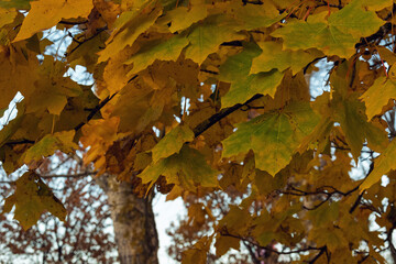 Close-up of yellow-green maple leaves on a branch, showing seasonal transition. The lush foliage hangs against a blurred background of autumn trees and the blue evening sky in Narva, Estonia.