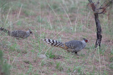 Cheer pheasant (Catreus wallichii), also known as Wallich's pheasant or chir pheasant, is a vulnerable species of the pheasant family, Phasianidae. 