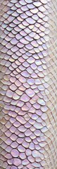 Closeup detailed fish scales