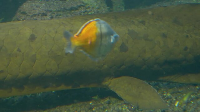 Close up of a lung fish slowly floating underwater on the sea bed.