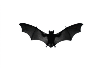 Silhouette of a bat with wings spread wide.