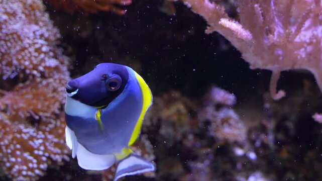 Close up of a blue surgeon fish floating slowly underwater beside reef