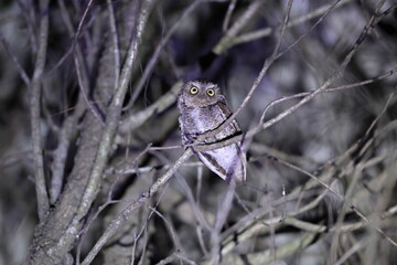 The mountain scops owl (Otus spilocephalus huttoni), sometimes referred to as the spotted scops owl, is a species of owl in the family Strigidae. This photo  was taken in North Inida.