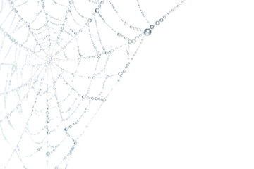 Close-up of a spiderweb covered in water droplets, showcasing intricate details.