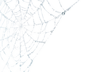 Close-up of a spiderweb covered in water droplets, showcasing intricate details.