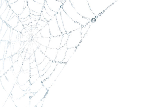 Close-up of a spiderweb covered in water droplets, showcasing intricate details.