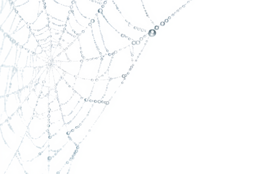 Close-up of a spiderweb covered in water droplets, showcasing intricate details.