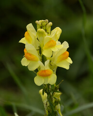 Yellow toadflax. A pretty flower. An invasive weed.