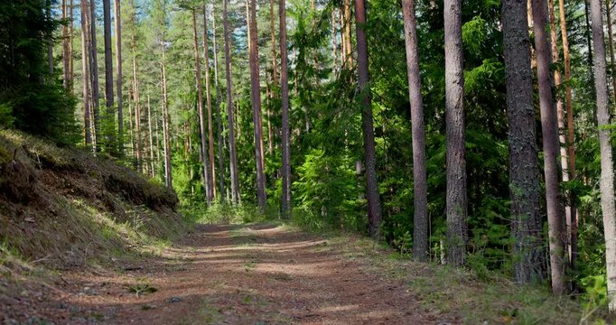 Beautiful landscape morning magical sunlight walk through serene forest path through tall pine trees in a nature