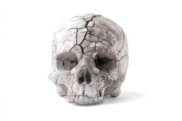 An ancient, fossilized human skull with extensive cracks and weathering, isolated on a stark white background.