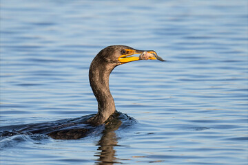 Double-crested Cormorant with  a freshly caught fish