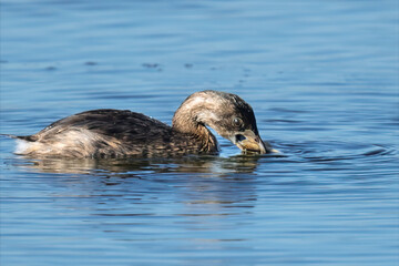 Pied-billed Grebe with Fish Prey in Water