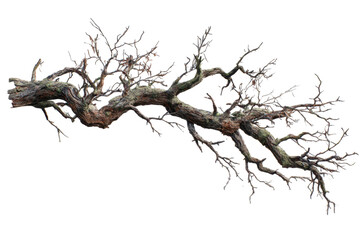 A large, gnarled, and weathered leafless tree branch with intricate twigs, isolated against a plain white background.