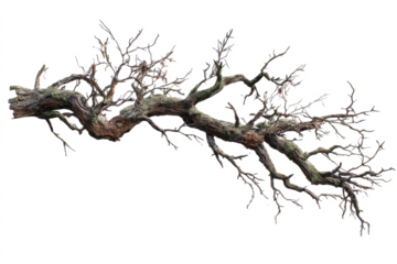 A large, gnarled, and weathered leafless tree branch with intricate twigs, isolated against a plain white background.