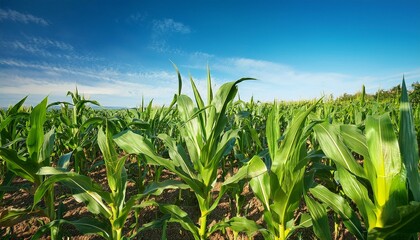 Obraz premium Corn Plants With Tall Green Stalks Under A Bright Blue Sky