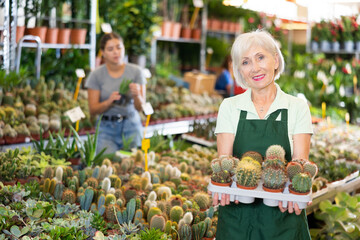 Smiling experienced mature woman, flower shop owner standing among stalls with ornamental potted plants, holding tray with various prickly cacti