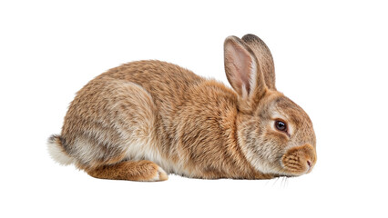 Obraz premium A small brown rabbit with tan and white fur is posed Isolated on transparent background, png