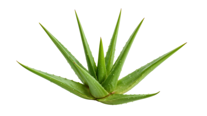 Lush aloe vera plant featuring bright green, pointed leaves covered in small water droplets. Isolated on transparent background, png