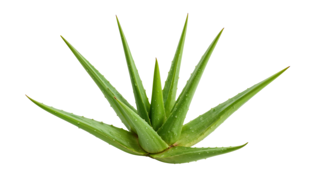 Lush aloe vera plant featuring bright green, pointed leaves covered in small water droplets. Isolated on transparent background, png