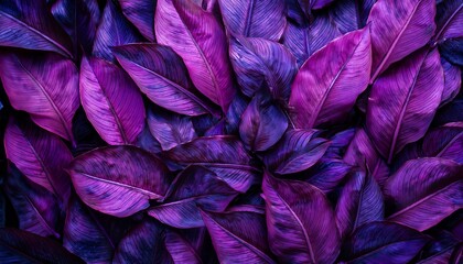 Obraz premium Vibrant Purple Leaves Create A Lush Textured Backdrop