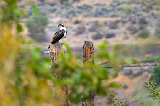 Osprey perched on old tree trunk in Chelan Wildlife Area, Beebe Springs Unit by the Columbia river in Washington