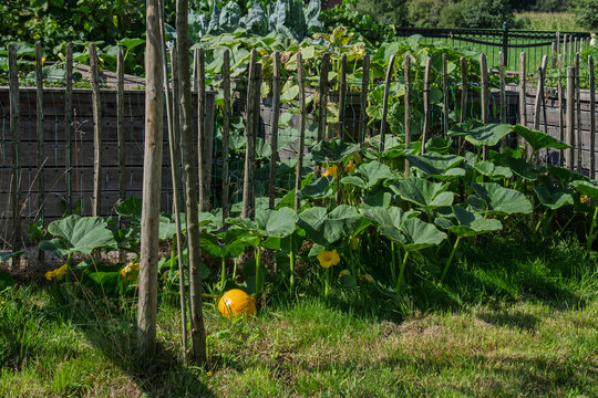 Gem&uuml;sebeet, Hochbeete, Nutzgarten