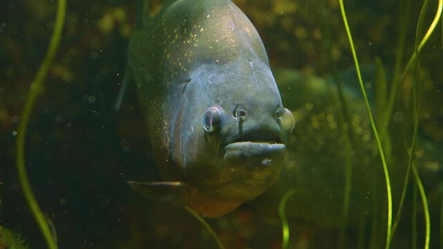 Close up of piranha fish head resting betweeen water plants underwater