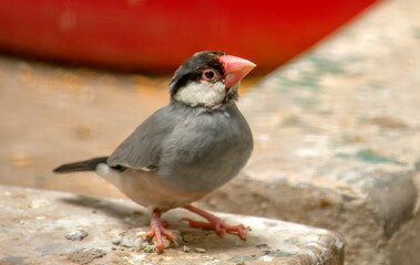 Java Sparrow | Bird Photography