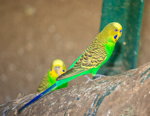 Parakeet | Budgerigar | Bird | Bird Photography
