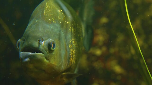 Close up of piranha fish head resting betweeen water plants underwater