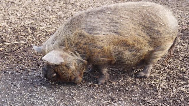 Close up of New Zealand Kune Kune Pig walking around and searching 