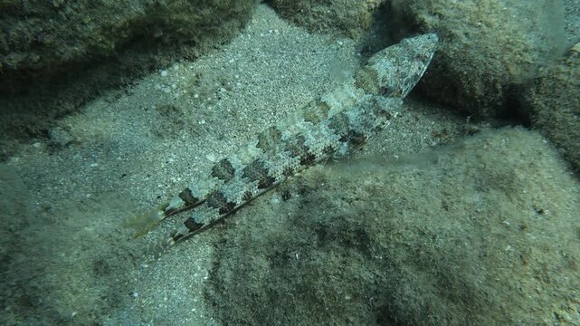 lizardfish scenery underwater close up