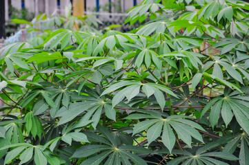 A vibrant, close-up shot of a cluster of healthy cassava plants, showcasing their large, unique star-shaped leaves and thick stems in a lush tropical garden setting.