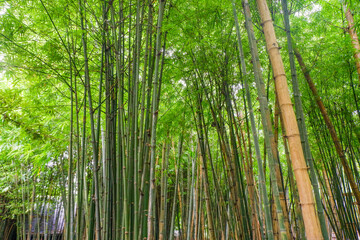 Many bamboo stalks and light beam,bamboo thick and green,bamboo forest with young Bamboos.