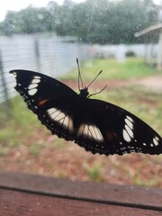 Fototapeta premium black swallowtail butterfly
