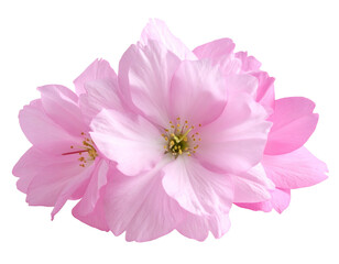 Pink  flower isolated on a transparent background.