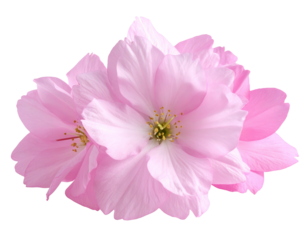 Pink flower isolated on a transparent background.