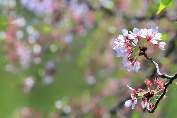 池に咲く桜