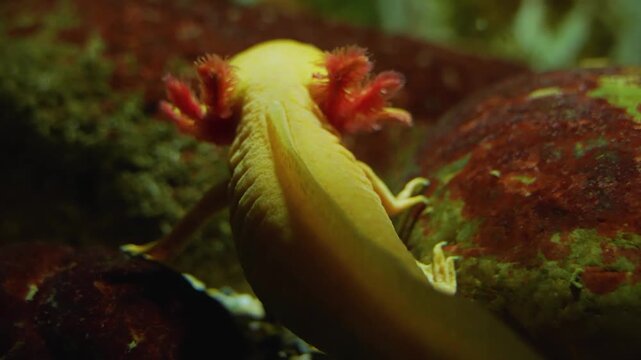 Close up of a mexican salamander axolotl from behind moving his gills underwater