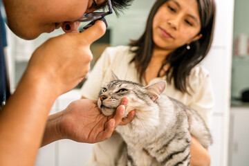 Veterinarian examining kitten held by owner in clinic