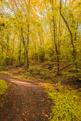 Obraz premium A winding forest path in the early autumn morning, surrounded by golden-yellow foliage and dappled with sunlight.