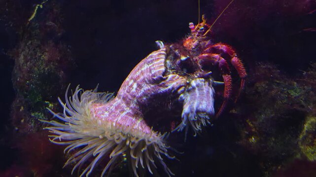 Close up of a large hermit crab with anemones resting ona coral reef underwater