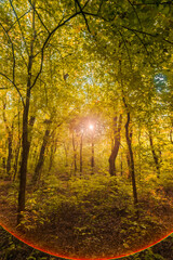 Obraz premium The sun breaking through a dense canopy of bright yellow autumn leaves, creating a glowing lens flare and golden light on the forest floor.