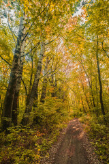 Fototapeta premium A forest path winding between tall birch trees with white bark and golden-yellow leaves, bathed in the soft morning light.